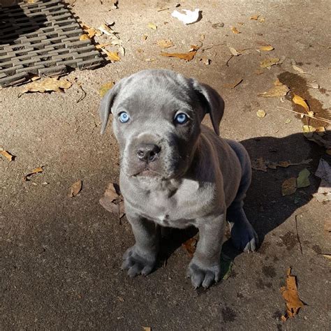 cane corso for sale near me|More.